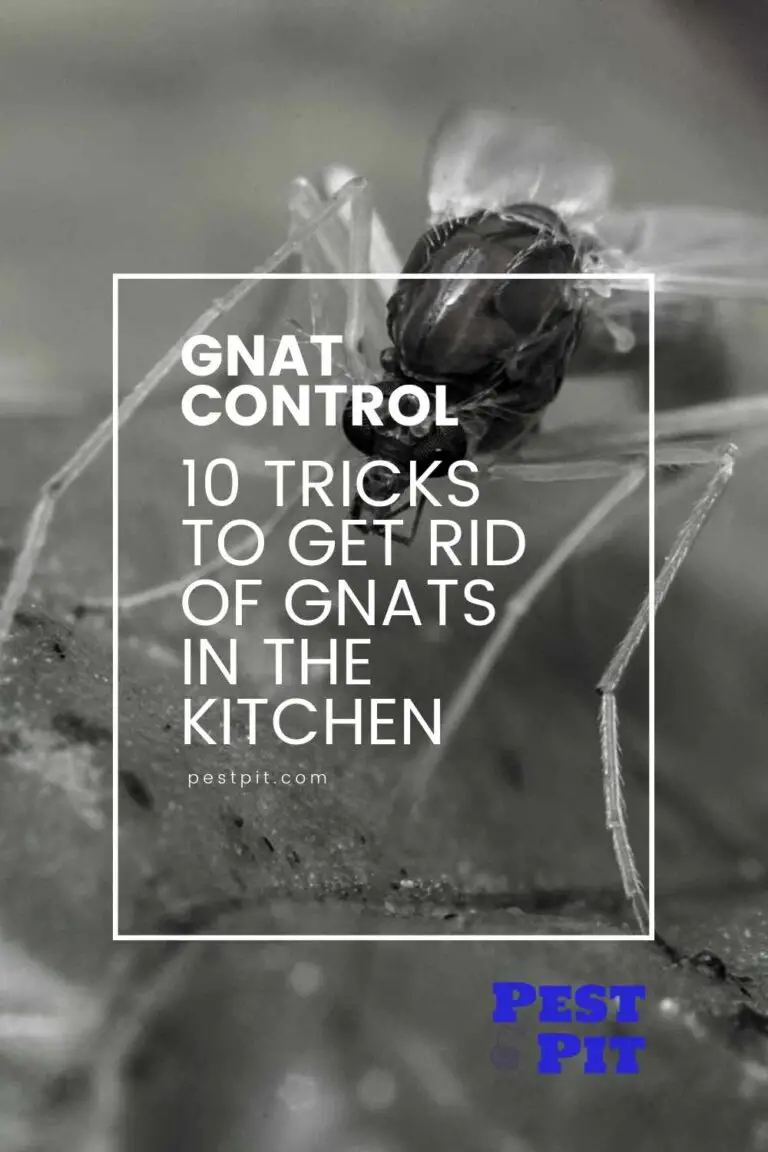 10 Tricks To Get Rid Of Gnats In The Kitchen Pest Pit