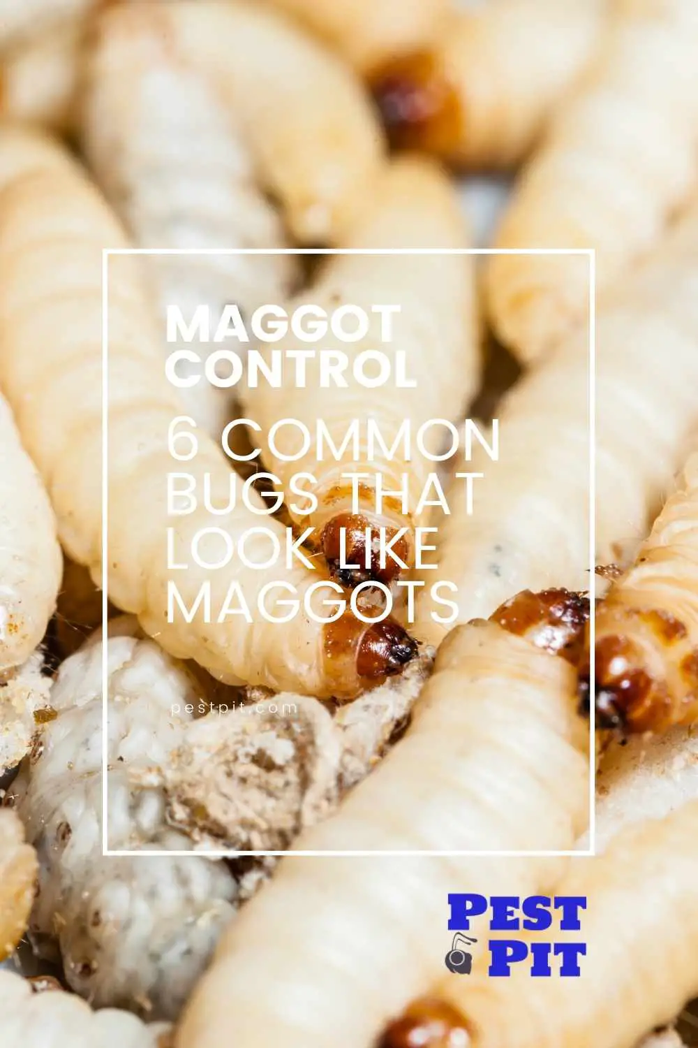 6 Common Bugs That Look Like Maggots