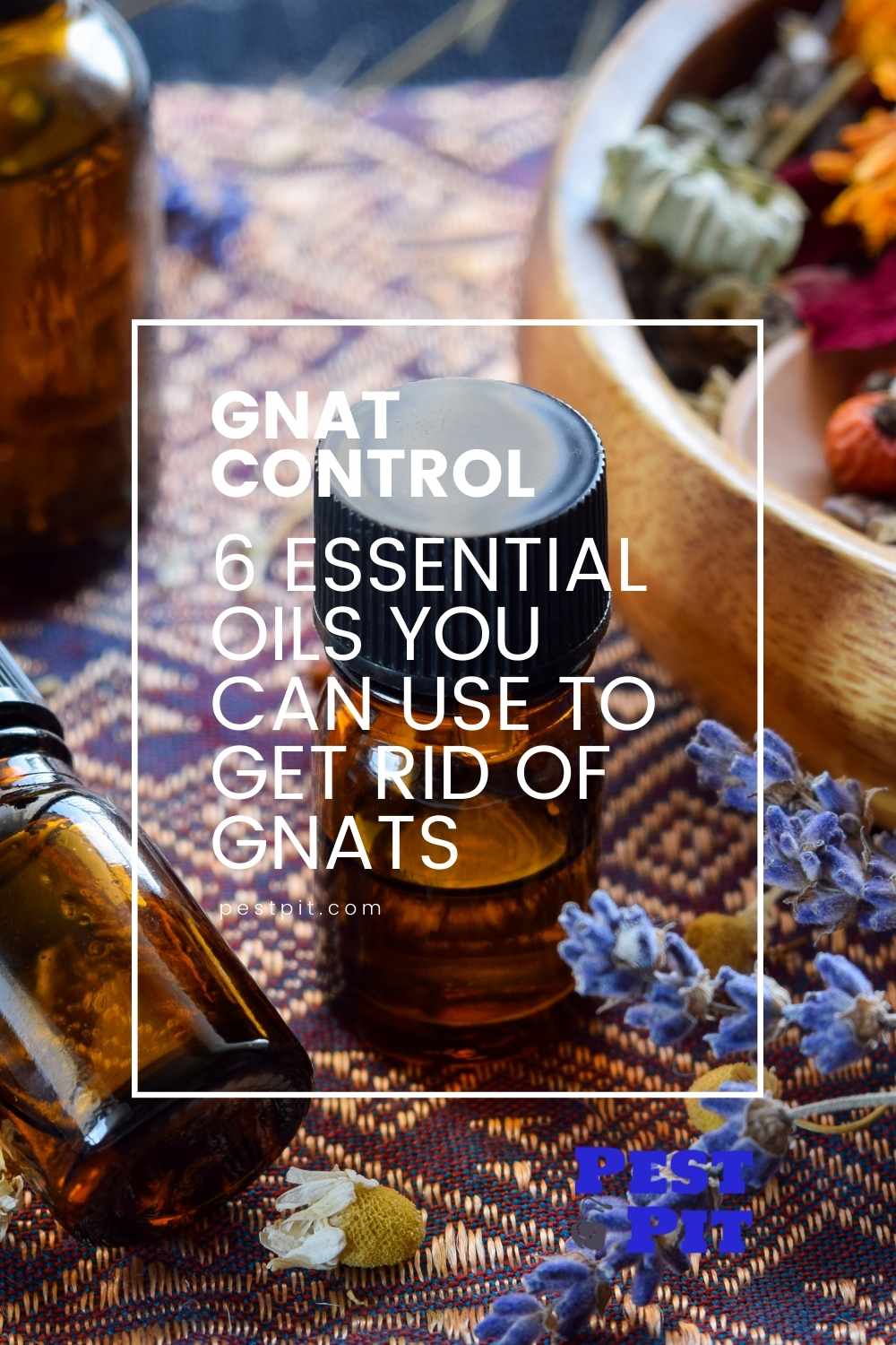 6 Essential Oils You Can Use To Get Rid Of Gnats