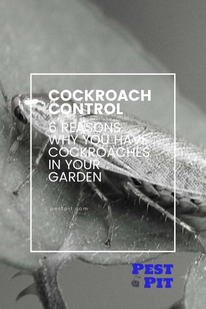 6 Reasons Why You Have Cockroaches In Your Garden