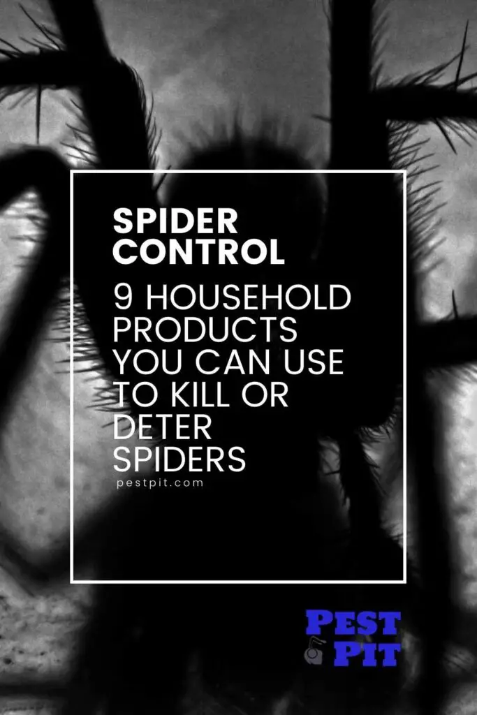 9 Household Products You Can Use to Kill Or Deter Spiders