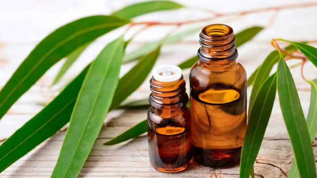 Eucalyptus essential oil