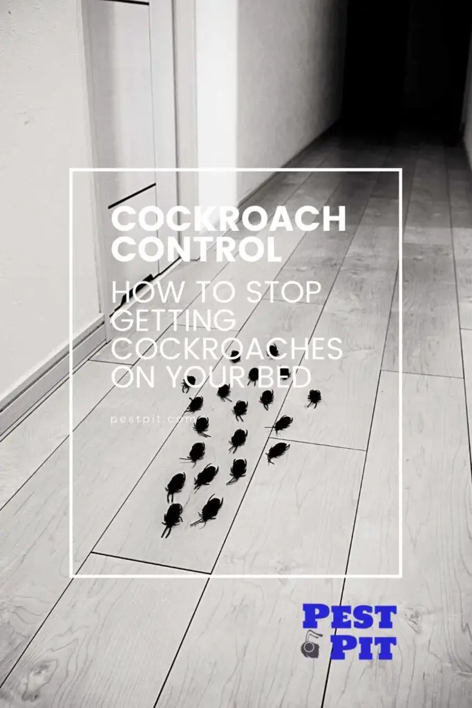 How To Stop Getting Cockroaches On Your Bed Pest Pit