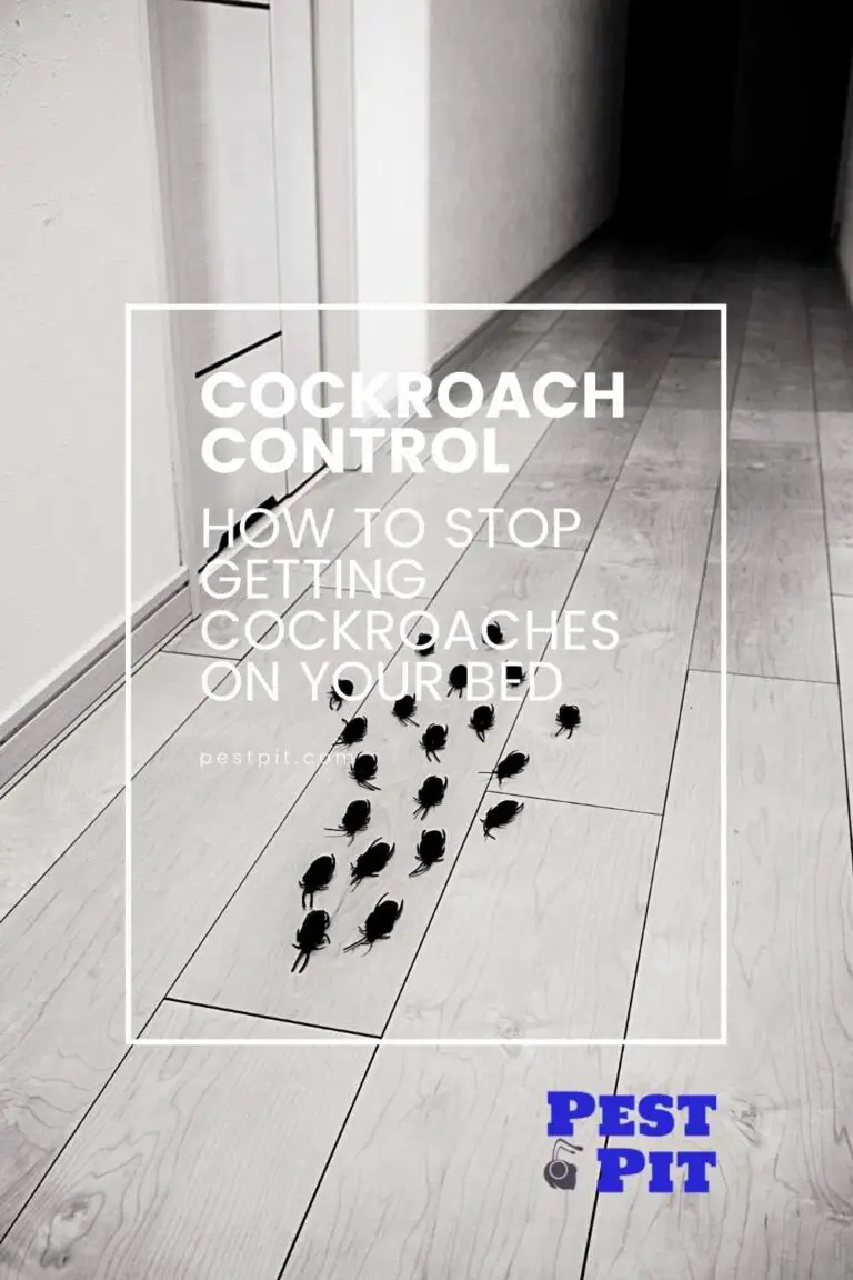How To Stop Getting Cockroaches On Your Bed Pest Pit