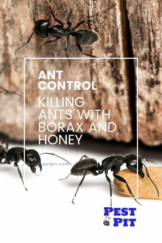 Killing Ants With Borax And Honey