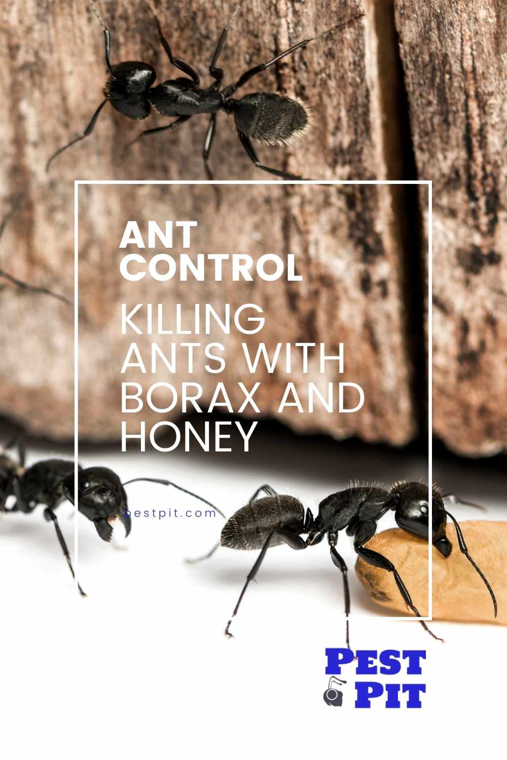 A Guide For Killing Ants With Borax And Honey 2 Killing Ants With Borax And Honey