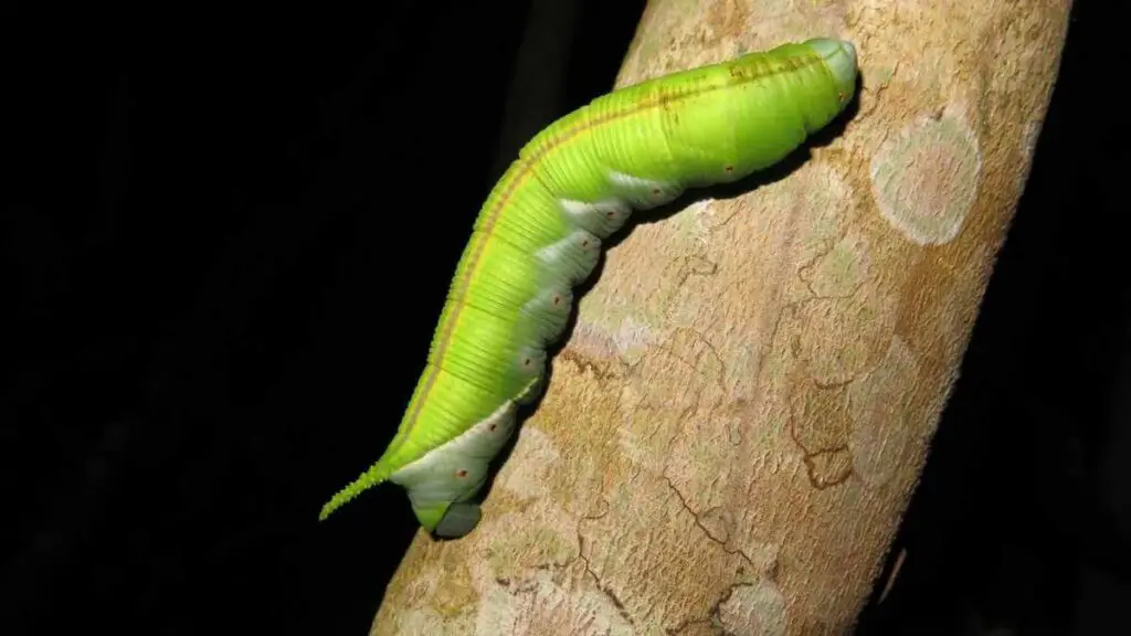 Moth Caterpillars