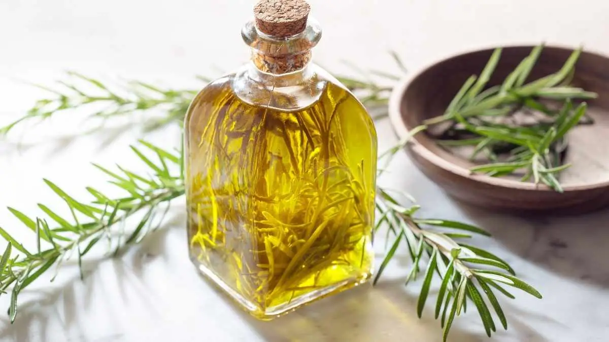 Get Rid Of Gnats With These 6 Essential Oils Pest Pit