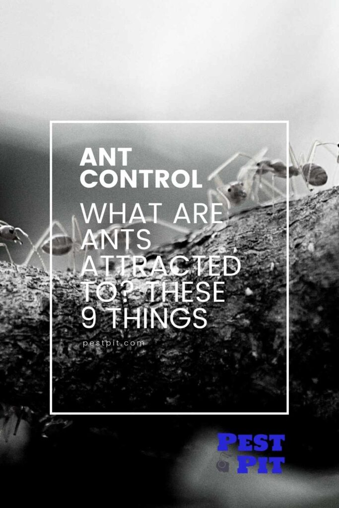 What Are Ants Attracted To These 9 Things
