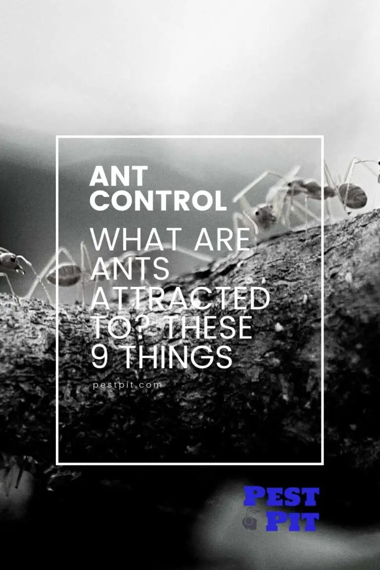 What Are Ants Attracted To? These 9 Things Pest Pit