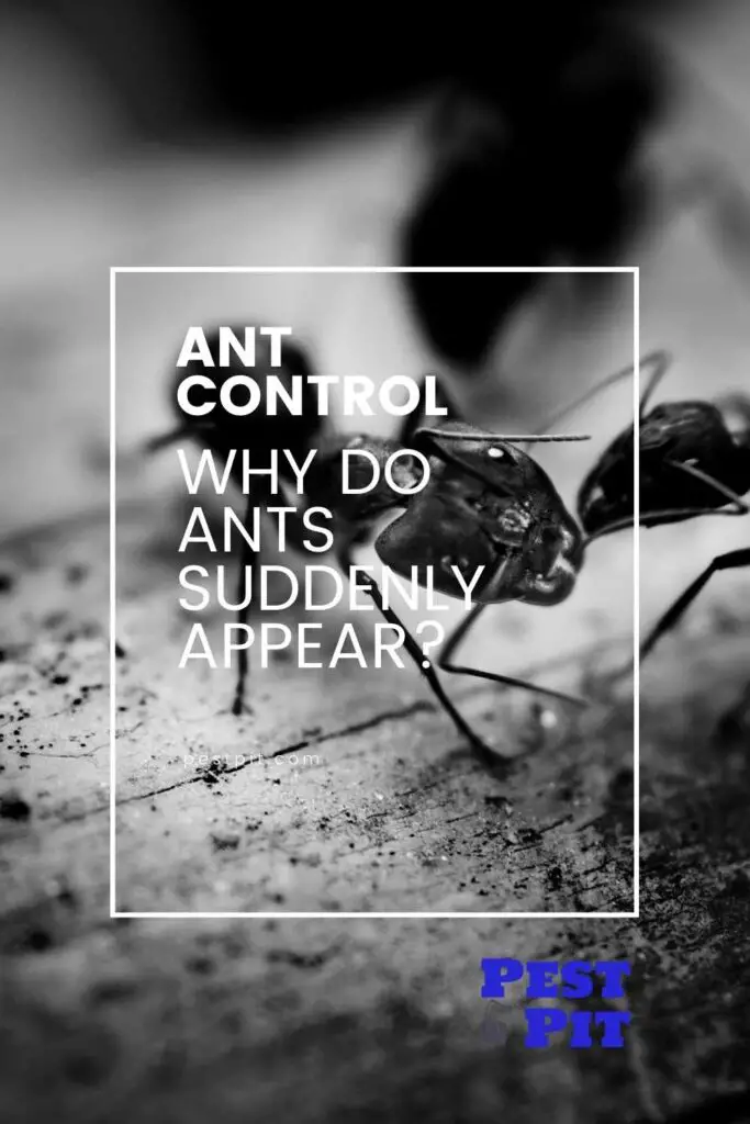 Why Do Ants Suddenly Appear