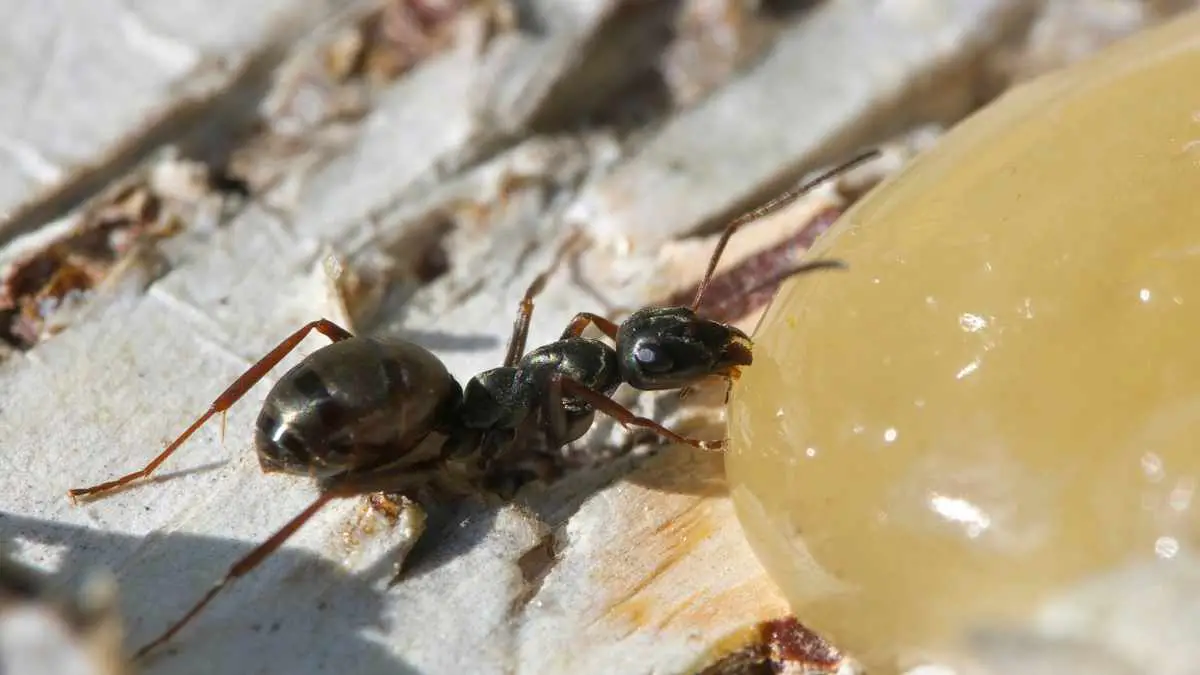 Why Do Ants Suddenly Appear? Where Do They Come from? Pest Pit