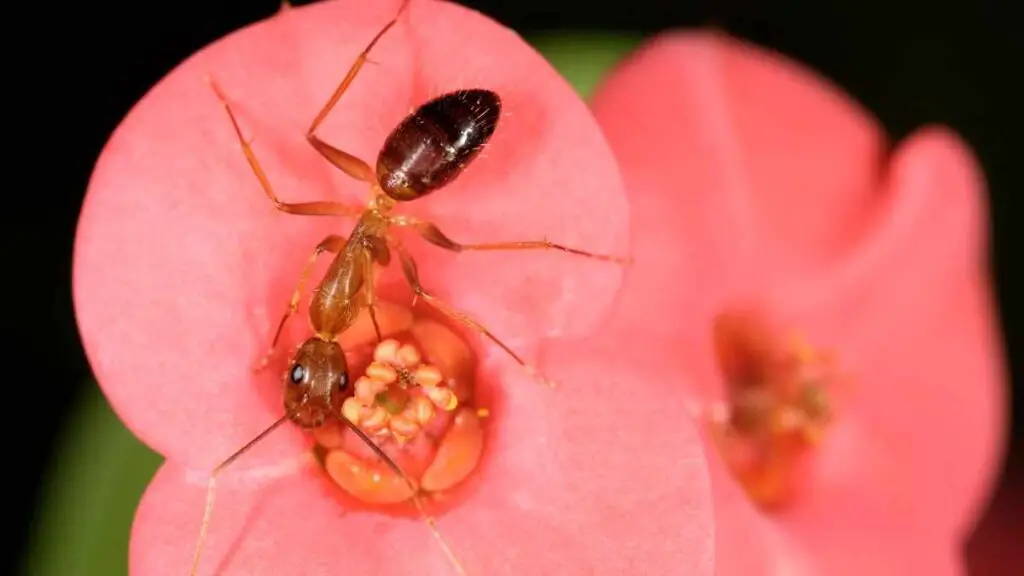 ant on a flower