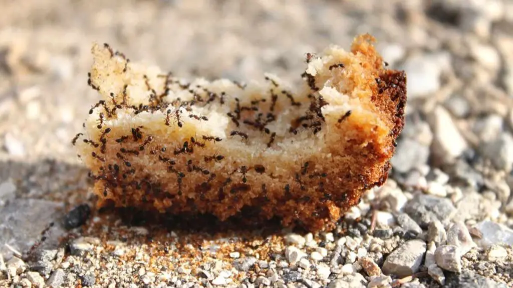 ants eating crumb