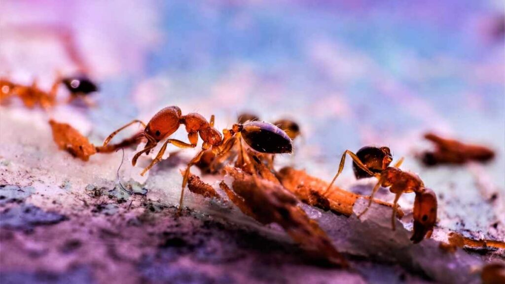 ants eating trash