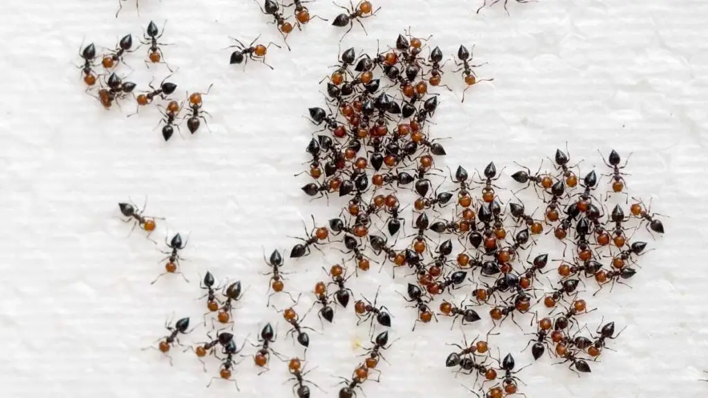 ants infesting a home floor