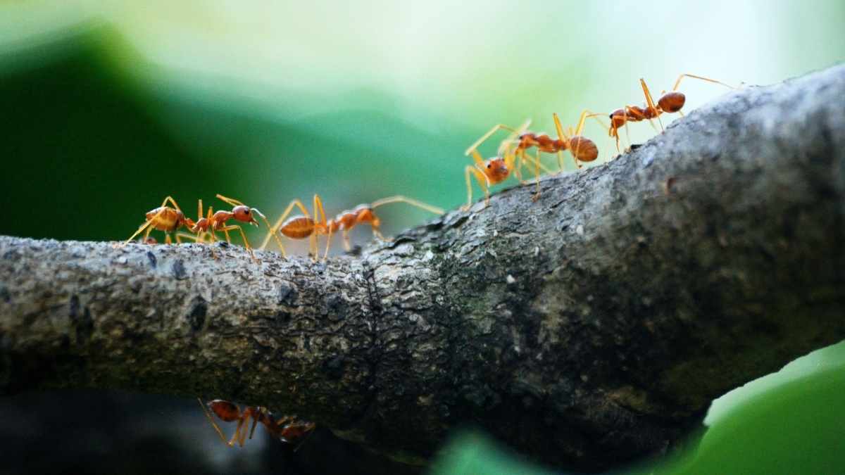 What Are Ants Attracted To? These 9 Things