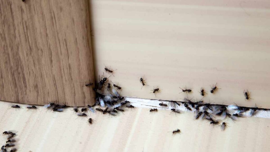 ants suddenly appeared near door