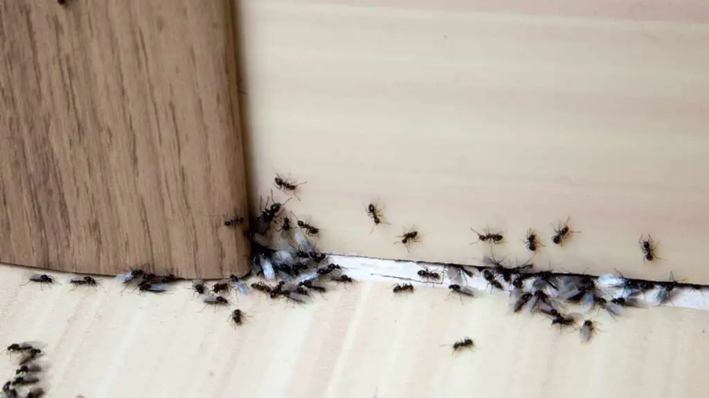 Why Do Ants Suddenly Appear? Where Do They Come from? - Pest Pit