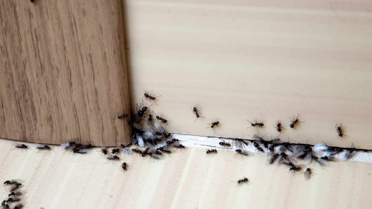 Why Do Ants Suddenly Appear? Where Do They Come from? Pest Pit