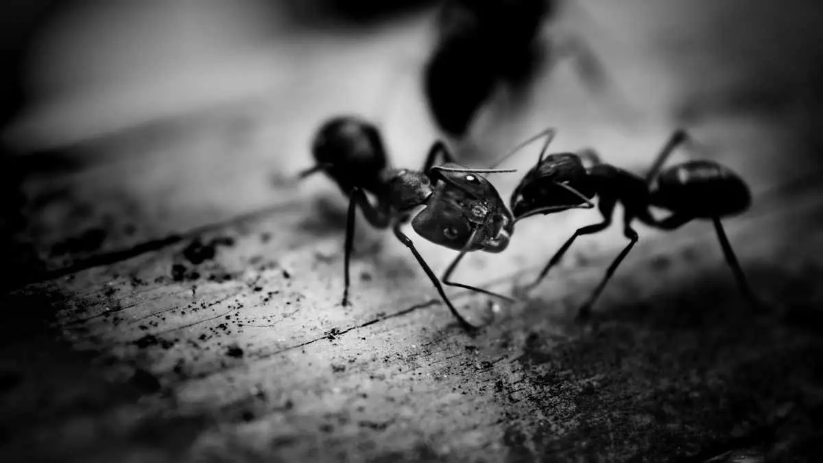 Why Do Ants Suddenly Appear? Where Do They Come from?