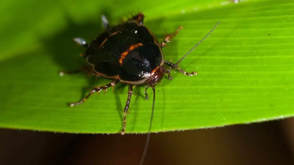 cockroach on a green leaf
