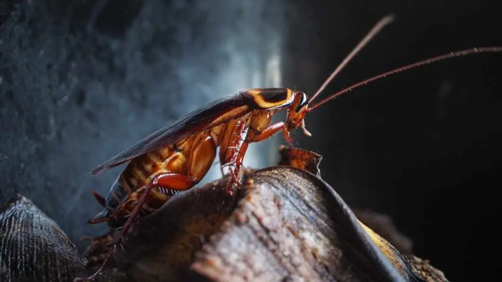 cockroach on garbage