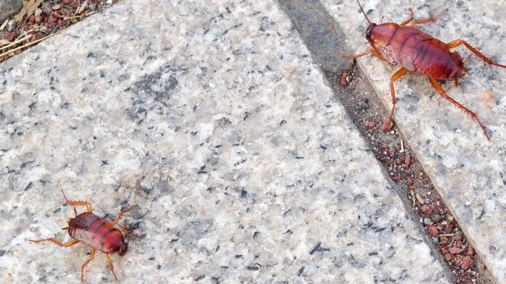 cockroaches on patio in garden