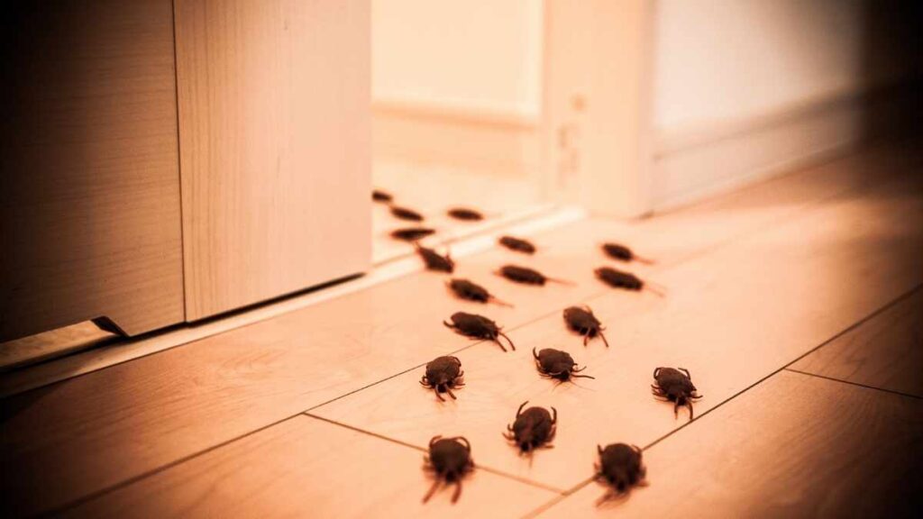 cockroaches on the floor near bed