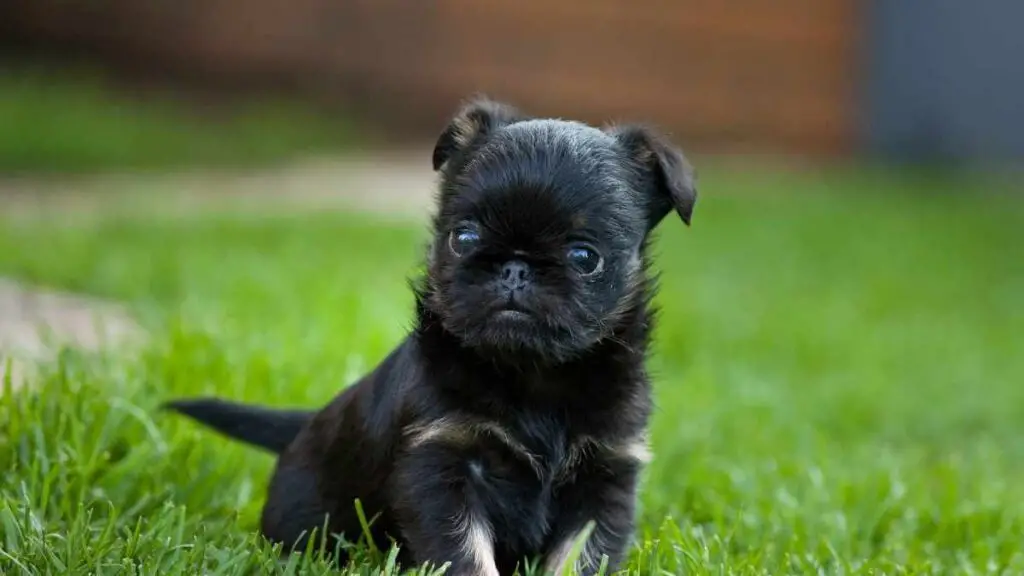 dog in garden