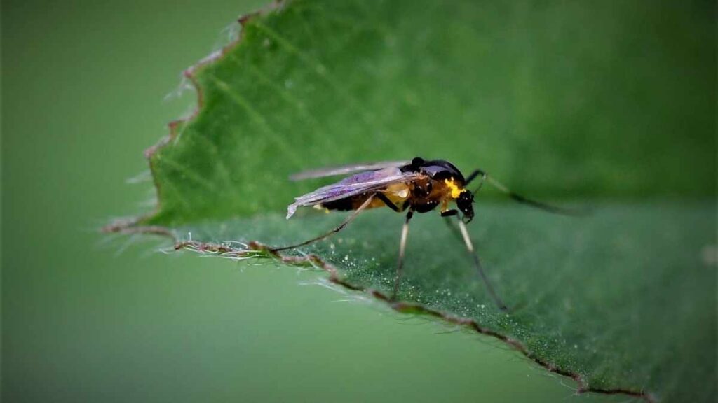 gnat on a leaf (1)