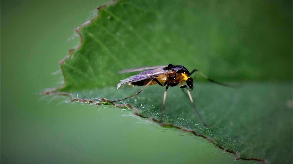 Get Rid Of Gnats With These 6 Essential Oils Pest Pit