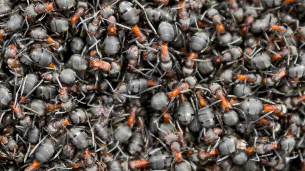 lots of ants