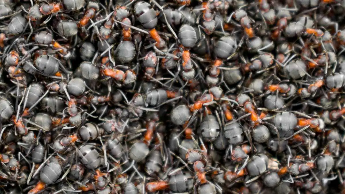 What Are Ants Attracted To? These 9 Things Pest Pit