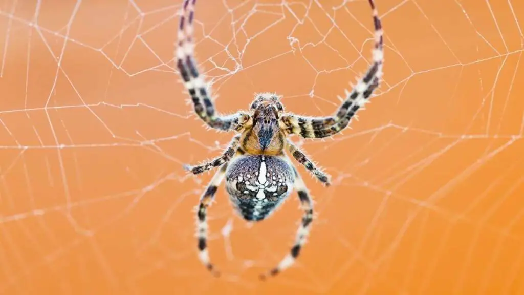 spider in web