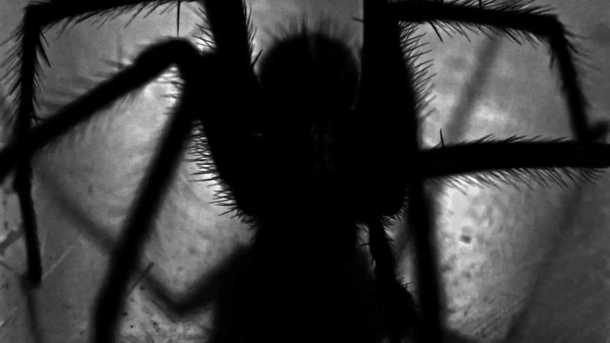 spider shadow (1)