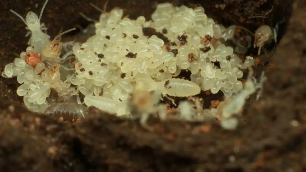 termite larvae