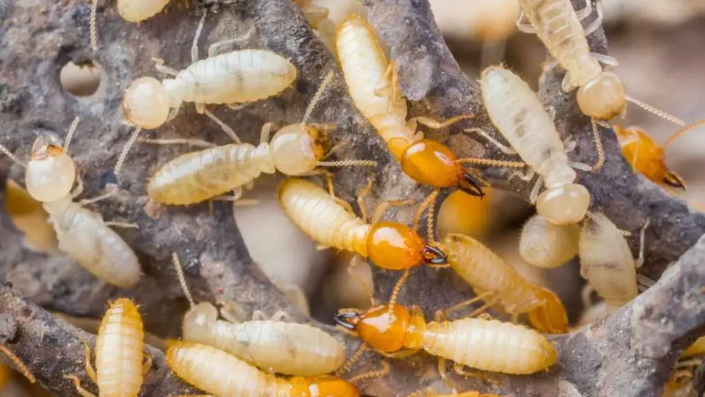 Are Termites Harmful To Babies