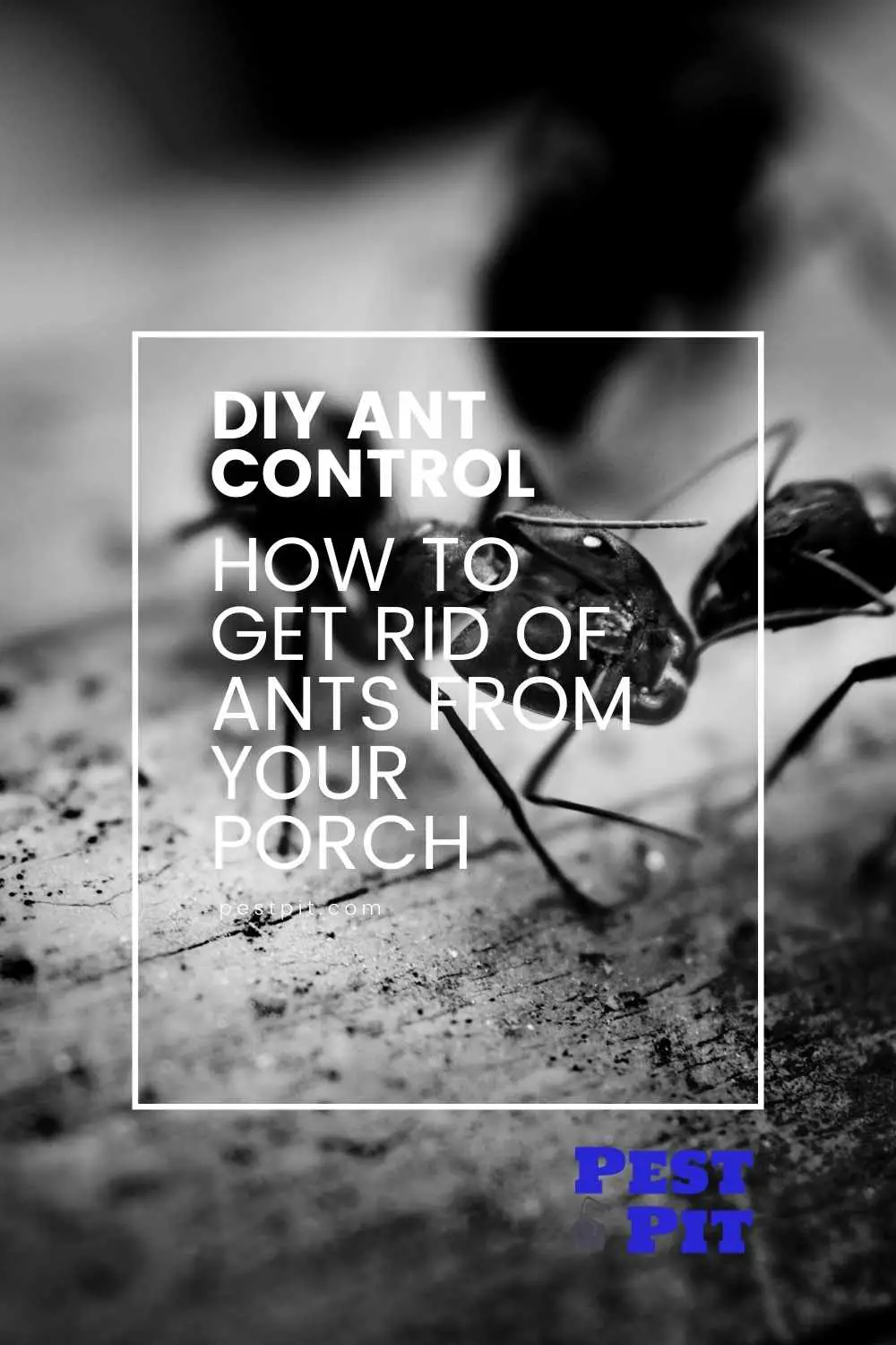 How To Get Rid Of Ants From Your Porch