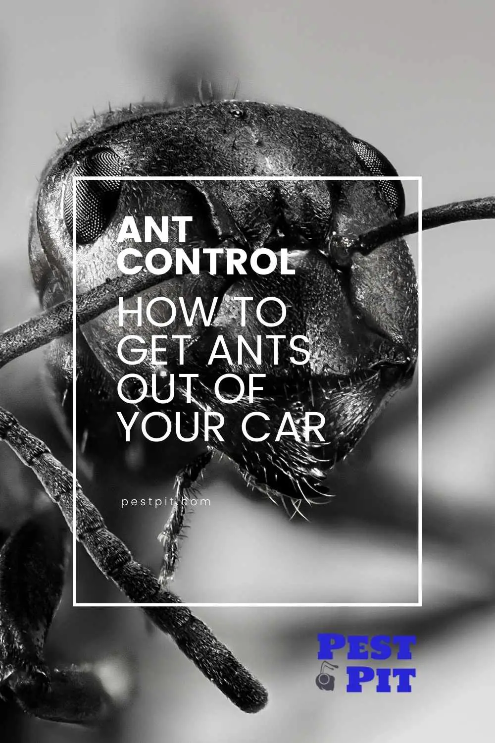 How to Get Ants Out of Your Car