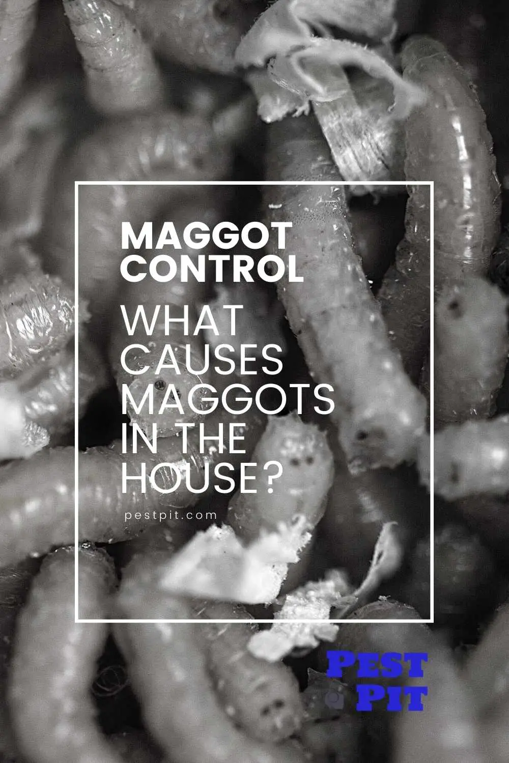 What Causes Maggots In The House