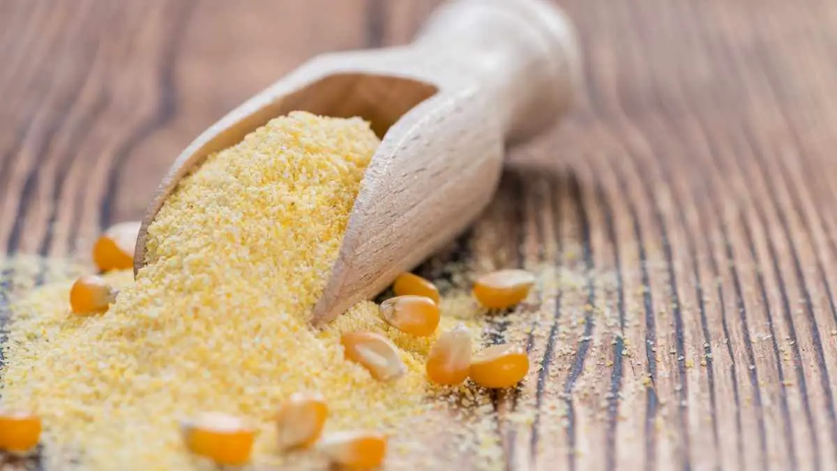 How To Get Rid Of Ants From Your Porch Pest Pit