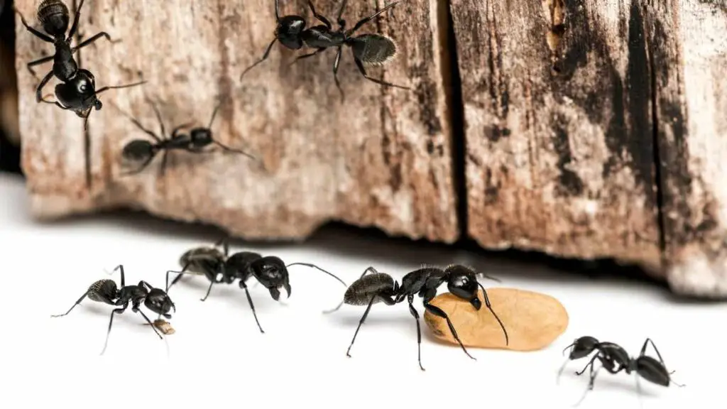 ants chewing food and climbing on wood