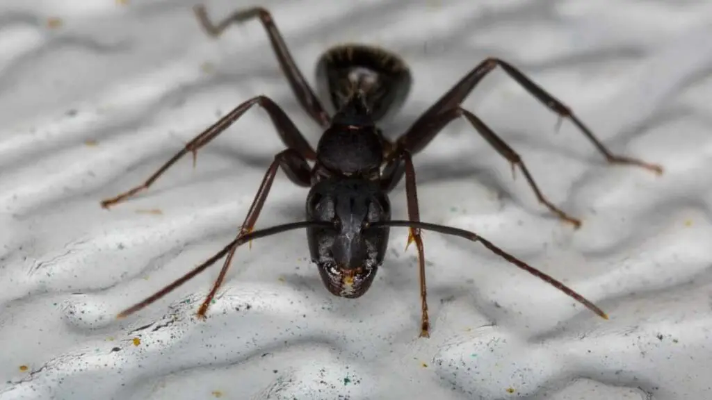 black ant