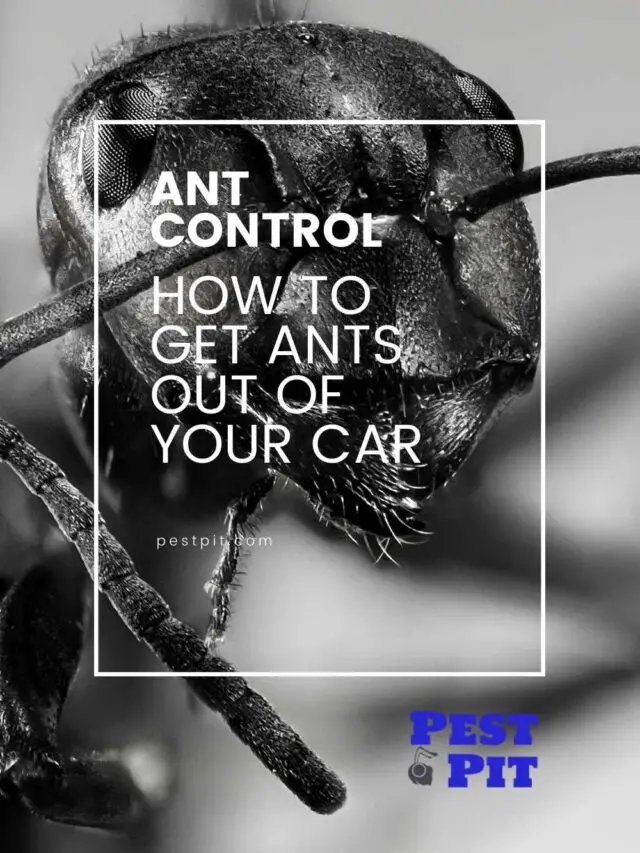How To Get Annoying Ants Out Of Your Car