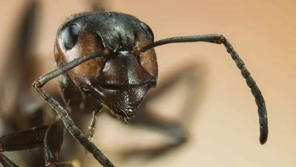 How To Get Annoying Ants Out Of Your Car Pest Control   How To Get Ants Out Of Car 1024x576 