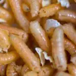 Killing Maggots With Vinegar - A Guide