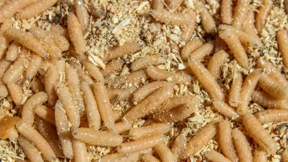 Top Reasons Why You Have Maggots In Your House - Pest Pit