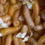 maggots in home