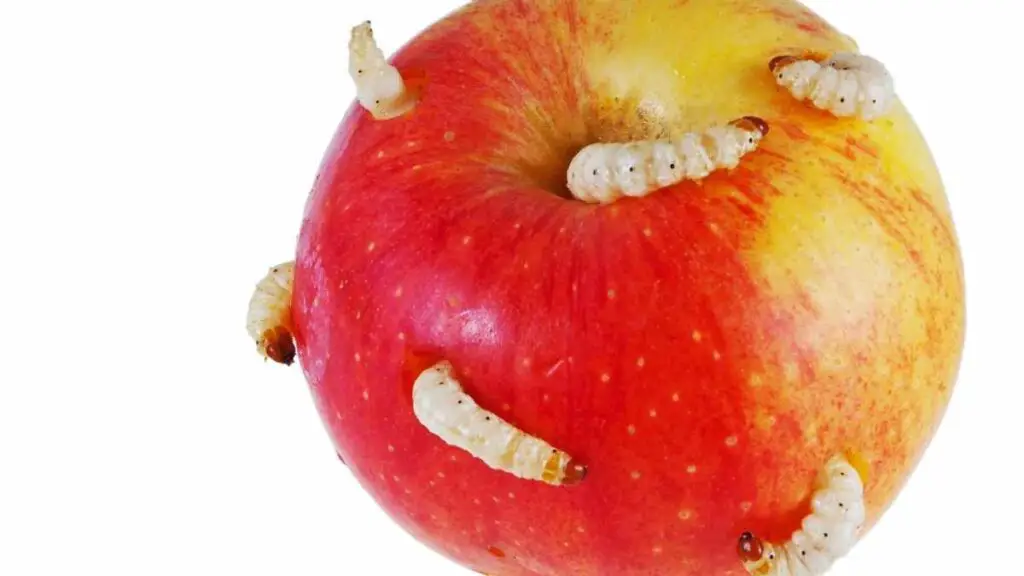 maggots on apple